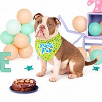 HugglePets Party Pup Birthday Hat Bandana Bow Tie Squeak Toy Pet Dog Celebration