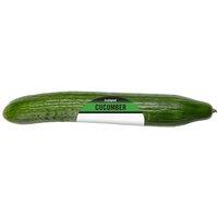 Iceland Cucumber