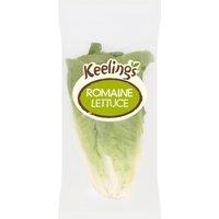 Iceland Romaine Lettuce