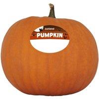 Iceland Pumpkin