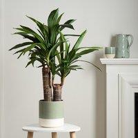80cm Artificial Double Stem Yucca