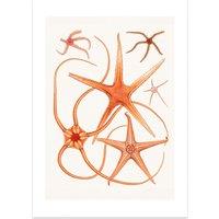 Vintage Starfish 2 by Oh Fine! Art Print