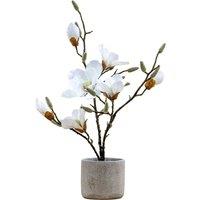 60cm Potted White Magnolia