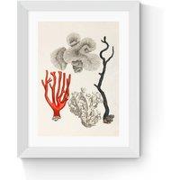 Coral by Capricorn Press