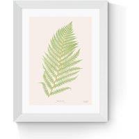 Ferns 2 by Aster