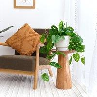 Artificial Trailing Real Touch Monstera Plant