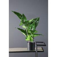 48cm Artificial Real Touch Typhonium Plant