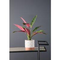 39cm Artificial Real Touch Maranta Plant in Ceramic Pot