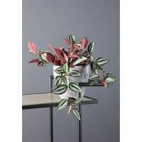 Artificial Violet Trailing Tradescantia Zebrina "Wandering Dude" Plant