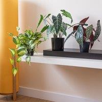 38cm Artificial Real Touch Caladium Plant