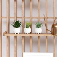 Set of 3 15cm Succulents in Cement Pot