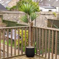 165cm Artificial UV Aloe in Black Ridged Pot