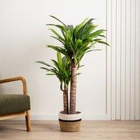 120cm Artificial Triple Stem Yucca
