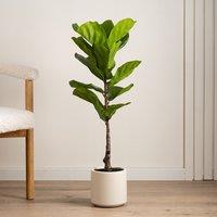 90cm Artificial Real Touch Fiddleleaf Fig Tree in Chunky Pot