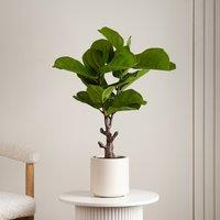 75cm Artificial Real Touch Fiddleleaf Fig Tree in Chunky Pot
