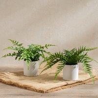 Set of 2 Ferns in White Ceramic Pot