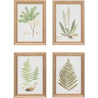 Set of 4 Assorted Ferns Framed Art