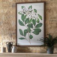 100x70cm Foliage and Blooms Framed Art