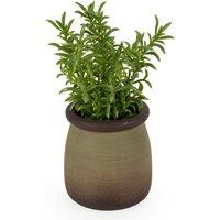 15.8cm Artificial Sedum Linare Plant in Pot