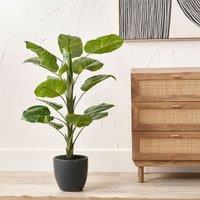 120cm Elephant Ear Plant in Pot