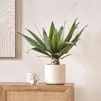 53cm Agave Plant in Pot