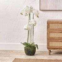 115cm Tall White Orchid in Moss Pot