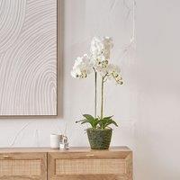 80cm Medium White Orchid in Moss Pot