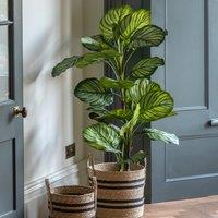 4ft Potted Calathea Leaf Tree