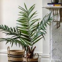4ft Potted King Kentia Palm Tree