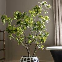 5ft Potted Pierisjaponica Tree