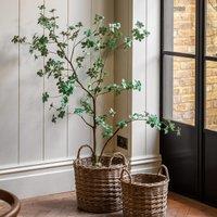 5ft Potted Rhodoleia Tree