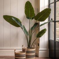 4ft Potted Travellers Palm Tree