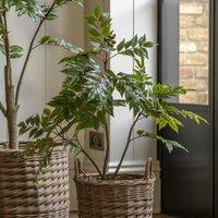 3ft Potted Chinese White Olive Tree