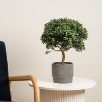 45cm Artificial Mini Topiary Plant in Cement Pot