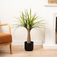 76cm Artificial Dracaena Tree
