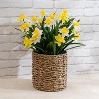 58cm Artificial Daffodils in Seagrass Basket