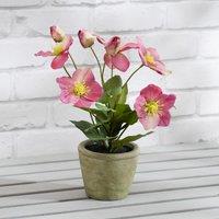 34cm Artificial Hellebore Pink in Terracotta Pot