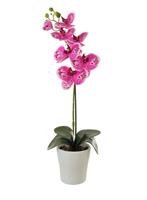 Single Stem Phalaenopsis Orchid, Pink