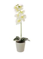Single Stem Phalaenopsis Orchid, White