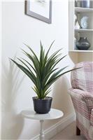 Smart Garden Spiky Sisal, 62cm, Green