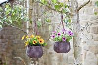 Smart Garden Meadow Mini Hanging Basket Bouquet