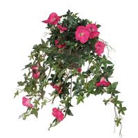 Edelman Petunia Hanging Flower, Pink