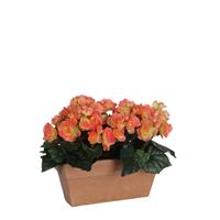 Edelman Artificial Begonia in Balcony Tray