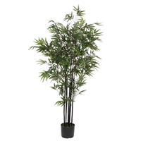 Edelman Bamboo Green In Plastic Pot