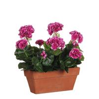 Edelman Artificial Geranium in Balcony Tray