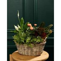 Autumn Luxury Flowering Basket