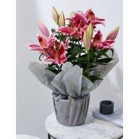 Oriental Lily