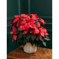 Classic Poinsettia Basket (Delivery from 04 Dec)