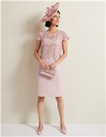 Phase Eight Lace Round Neck Knee Length Column Dress Pink