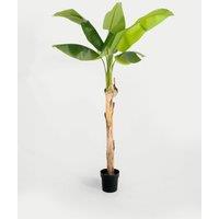 5.5ft Artificial Musa Banana Tree in Pot